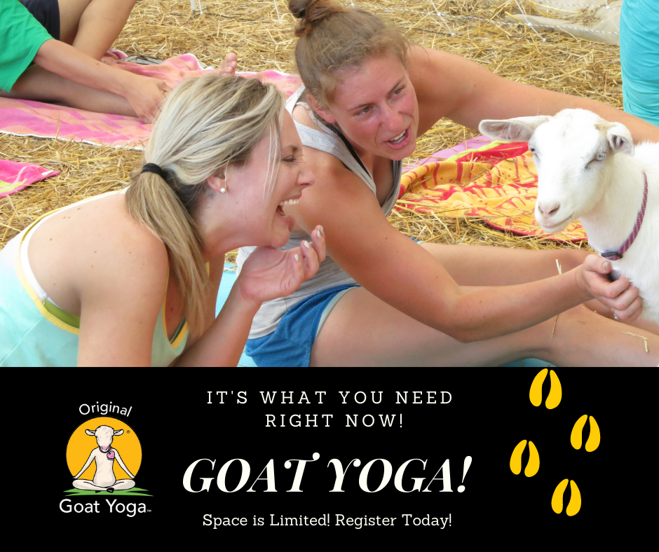 Yoga with goats in Illinois