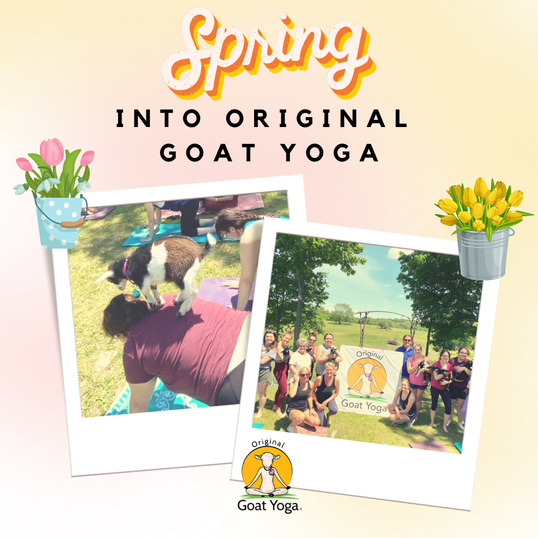 Original Goat Yoga in Cedar Point Illinois